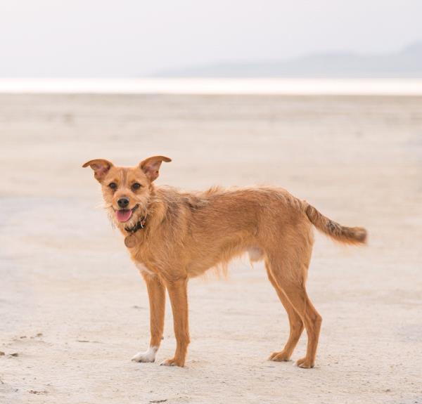 /Images/uploads/Humane Society of Utah/HSUCalendar/entries/3973thumb.jpg